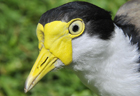 Spur winged plover 103032.jpg
